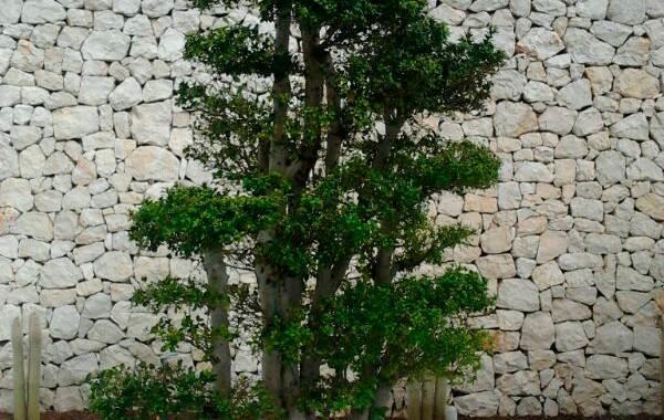 Muros de Piedra Natural