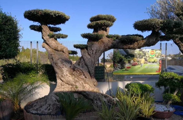 Vivero 2019
