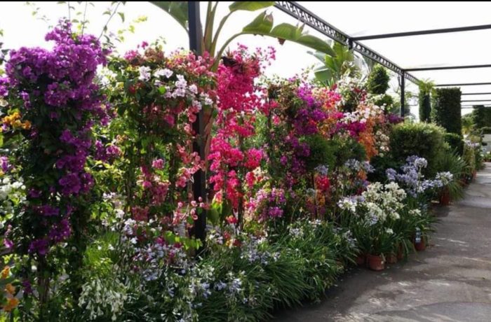 Jardinería 2020