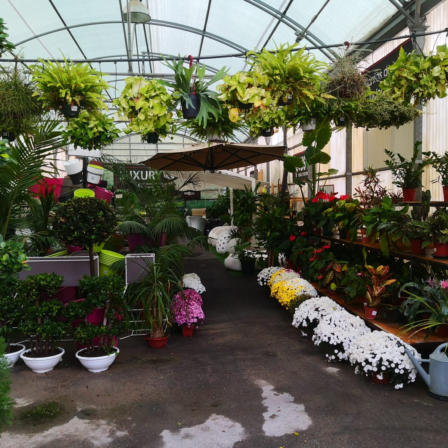 Surtido de plantas y flores en nuestro vivero Luxury Garden Center.
