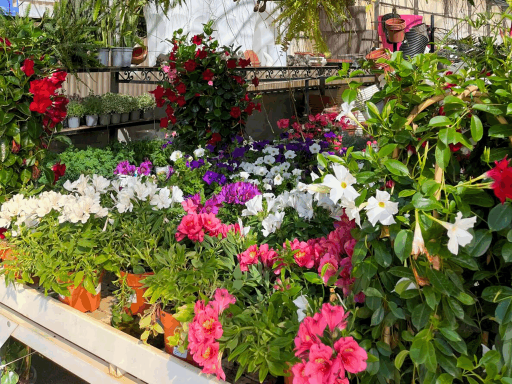 Selección de flores resistentes al calor para el diseño de jardines en Alicante.