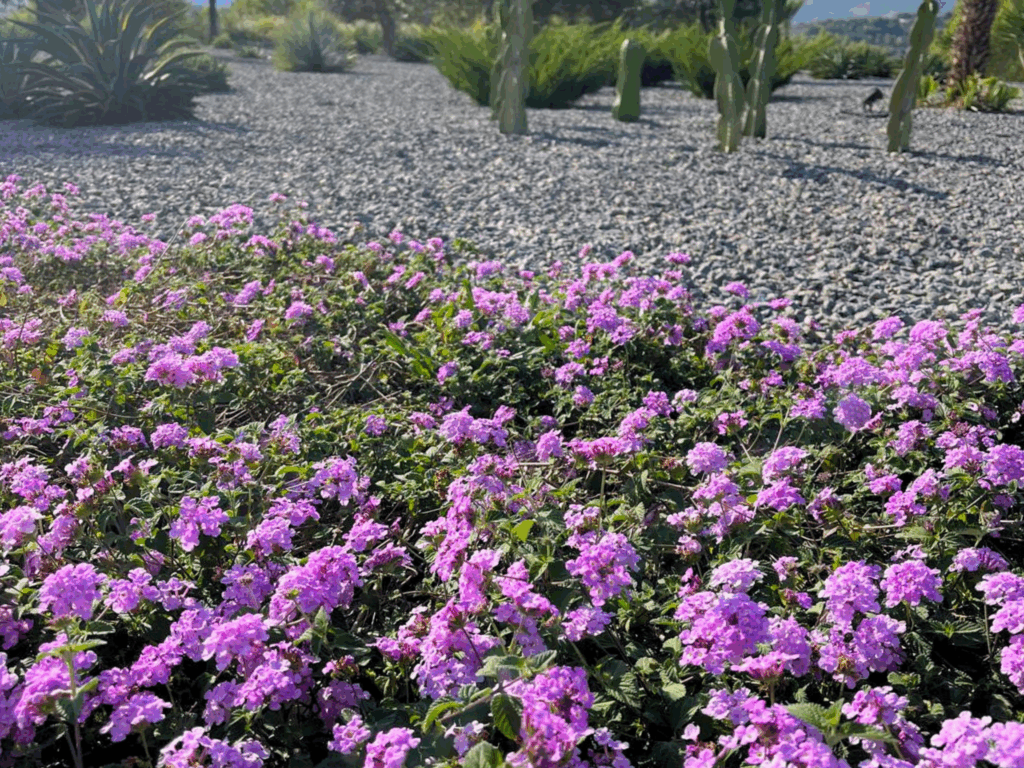 Ejemplo de diseño de jardines modernos con grava, cactus y plantas de flor de bajo mantenimiento en un paisaje mediterráneo.