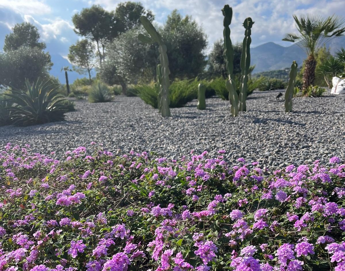 Jardín mediterráneo de bajo mantenimiento en Alicante, diseñado por Luxury Garden Center