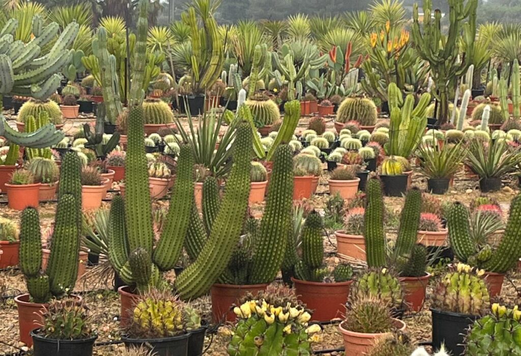 Jardín de lujo sostenible de bajo consumo hídrico en una villa de Jávea, Alicante.