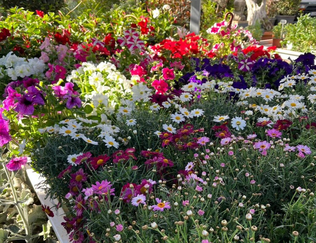 Diseño de un jardín mediterráneo protagonizado por plantas para el sol en Alicante, un proyecto de Luxury Garden Center.