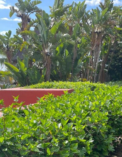 Proyecto de jardín de lujo, resultado de nuestros servicios de construcción en Alicante.