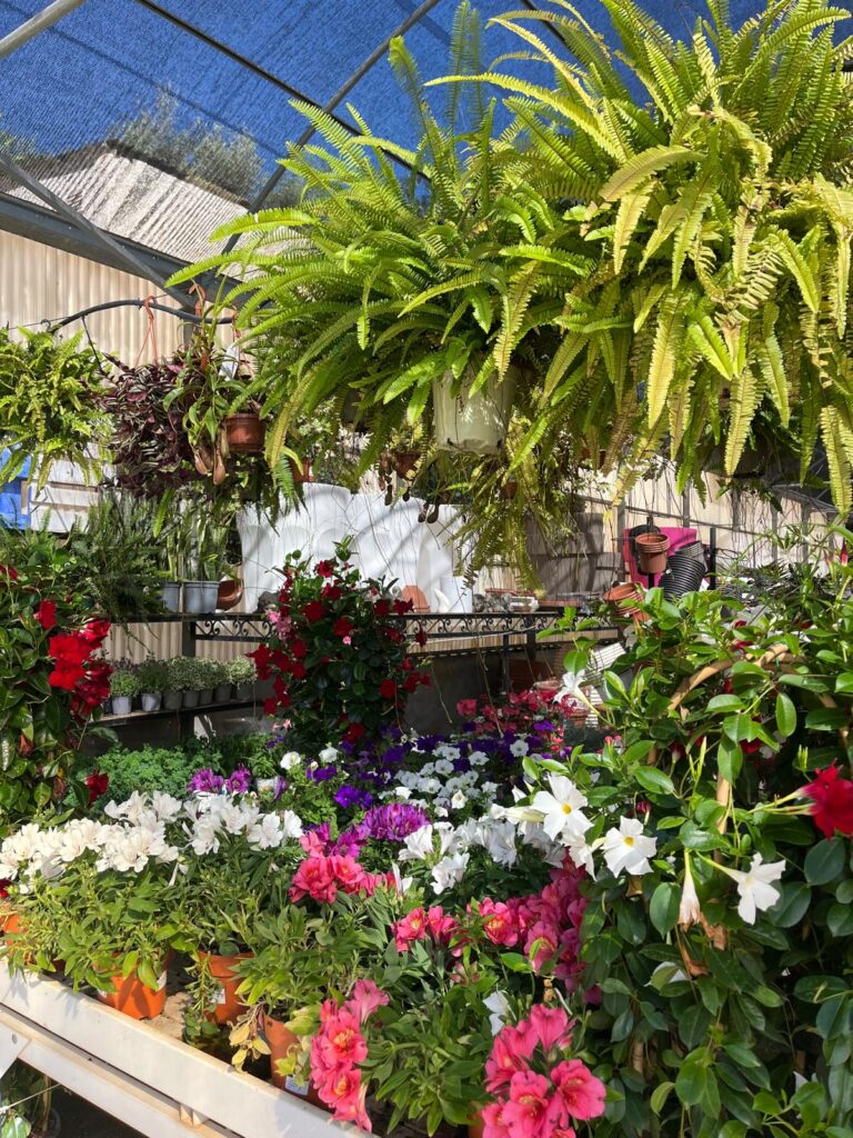 Selección de flores resistentes al calor para el diseño de jardines en Alicante.