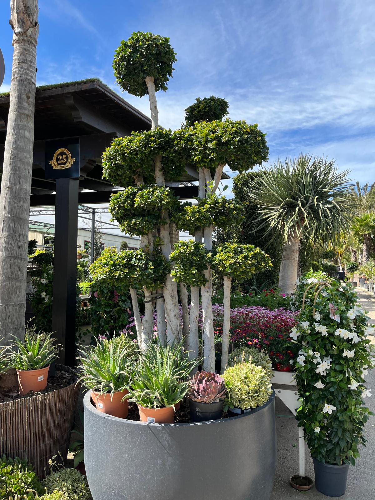 Selección de plantas de alta calidad en Luxury Garden Center, listos para proyectos de jardinería de lujo en Alicante.