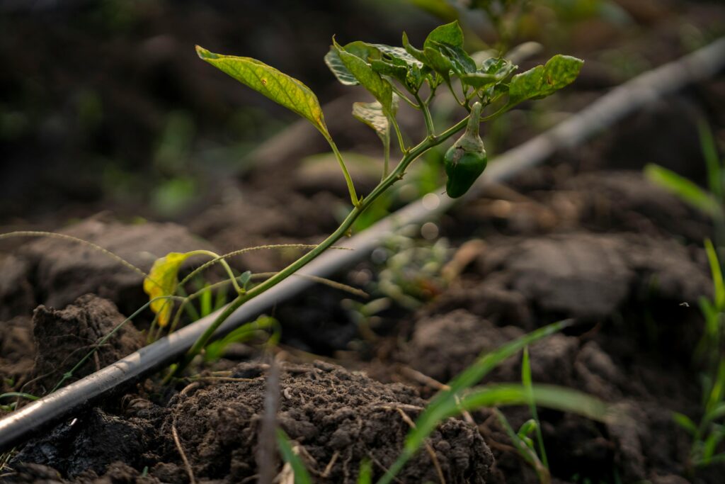 Detalle de una tubería de riego por goteo suministrando agua directamente a la zona radicular de una planta.