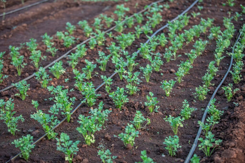 Línea de sistemas de riego por goteo asegurando una hidratación eficiente y uniforme para plantas saludables.