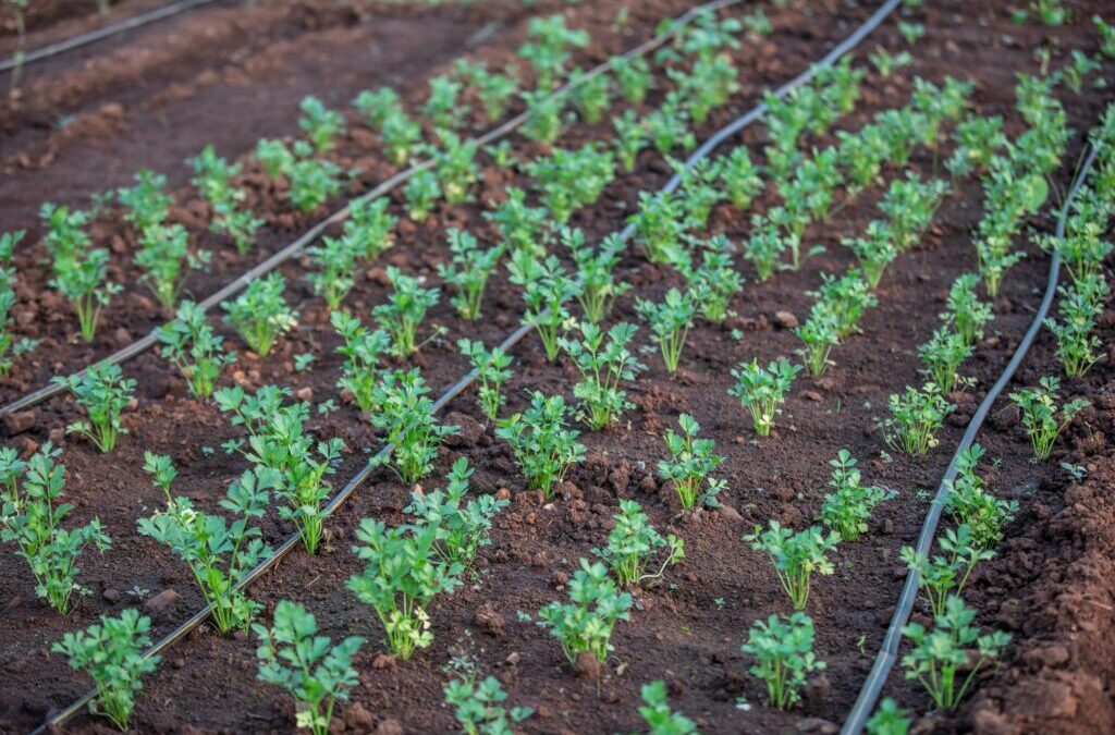 Mantenimiento de Sistemas de Riego por Goteo: La Guia Esencial para Optimizar tu Jardín
