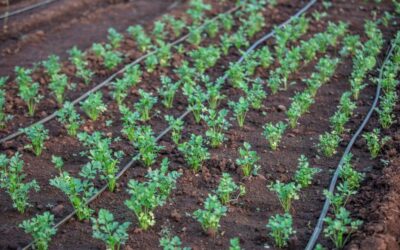 Mantenimiento de Sistemas de Riego por Goteo: La Guia Esencial para Optimizar tu Jardín